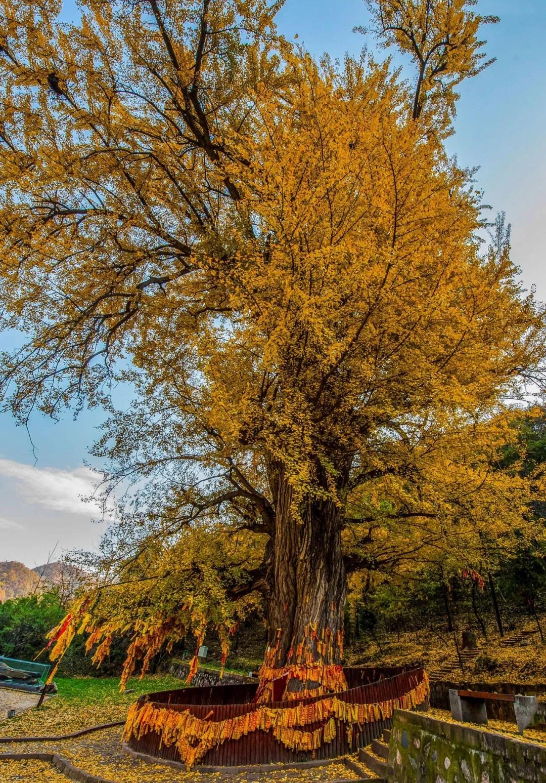 迎门村·千年银杏